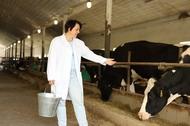 Photo of Farmer with bucket near cute cows inside cowshed in dairy farm