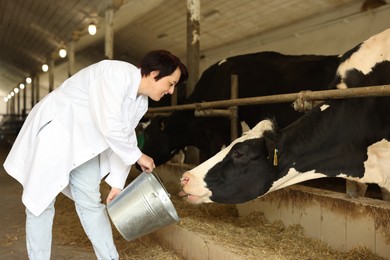 Photo of Farmer with bucket feeding cute cows inside cowshed in dairy farm
