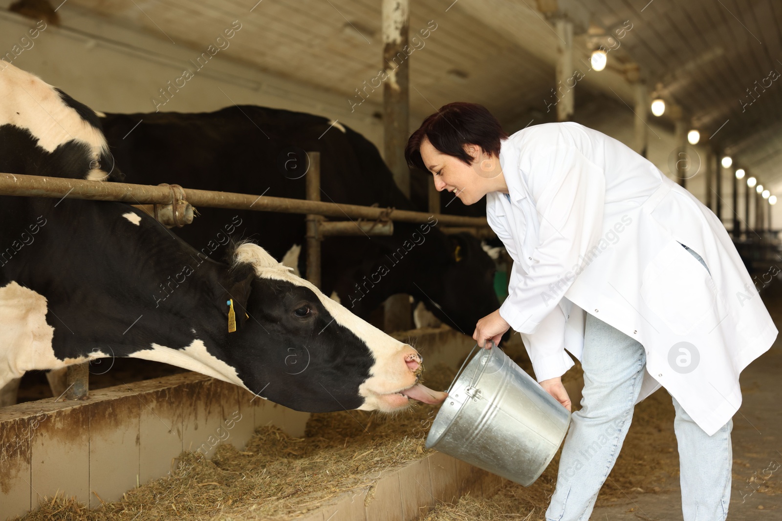 Photo of Farmer with bucket feeding cute cows inside cowshed in dairy farm