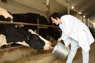 Photo of Farmer with bucket feeding cute cows inside cowshed in dairy farm