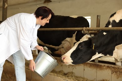 Photo of Farmer with bucket feeding cute cows inside cowshed in dairy farm
