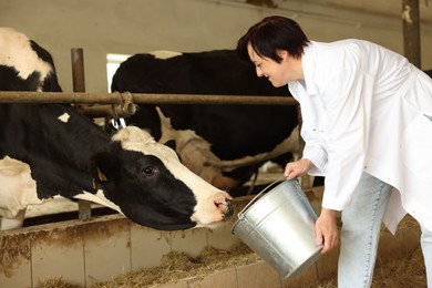 Photo of Farmer with bucket feeding cute cows inside cowshed in dairy farm