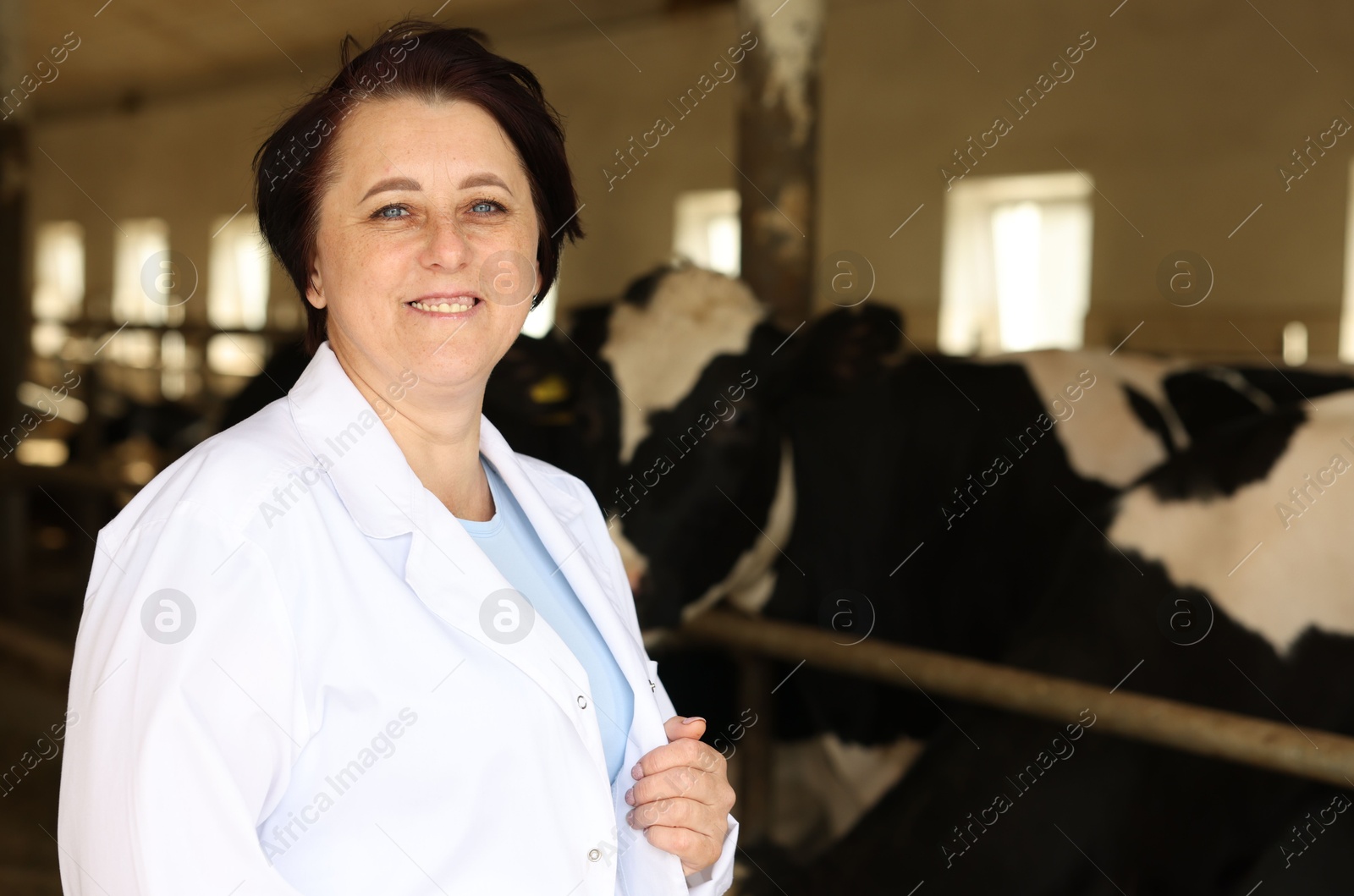 Photo of Portrait of farmer near cute cows inside cowshed in dairy farm
