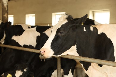 Photo of Cute cows near fence inside cowshed in dairy farm
