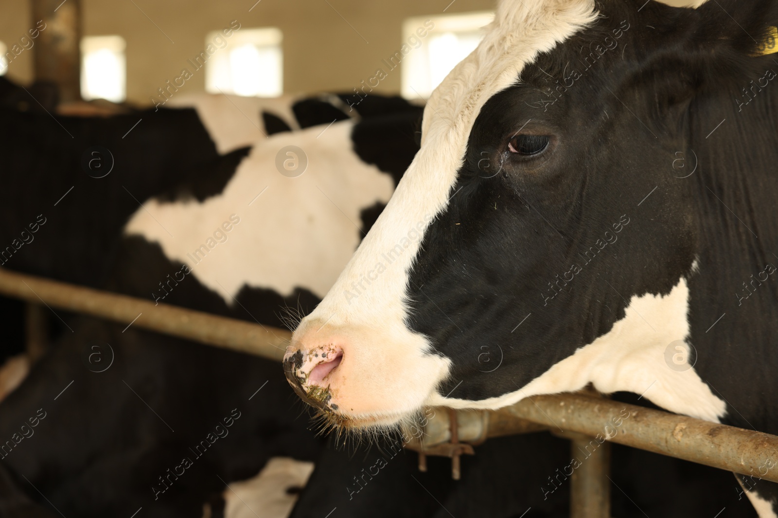 Cute cows near fence inside cowshed in dairy farm Photo of Cute cows near fence inside cowshed in dairy farm