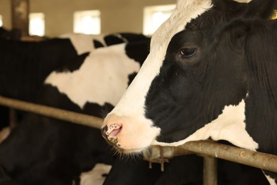 Photo of Cute cows near fence inside cowshed in dairy farm