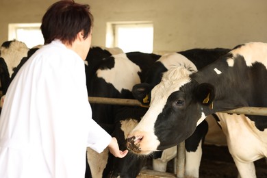 Photo of Farmer with cute cows inside cowshed in dairy farm, back view