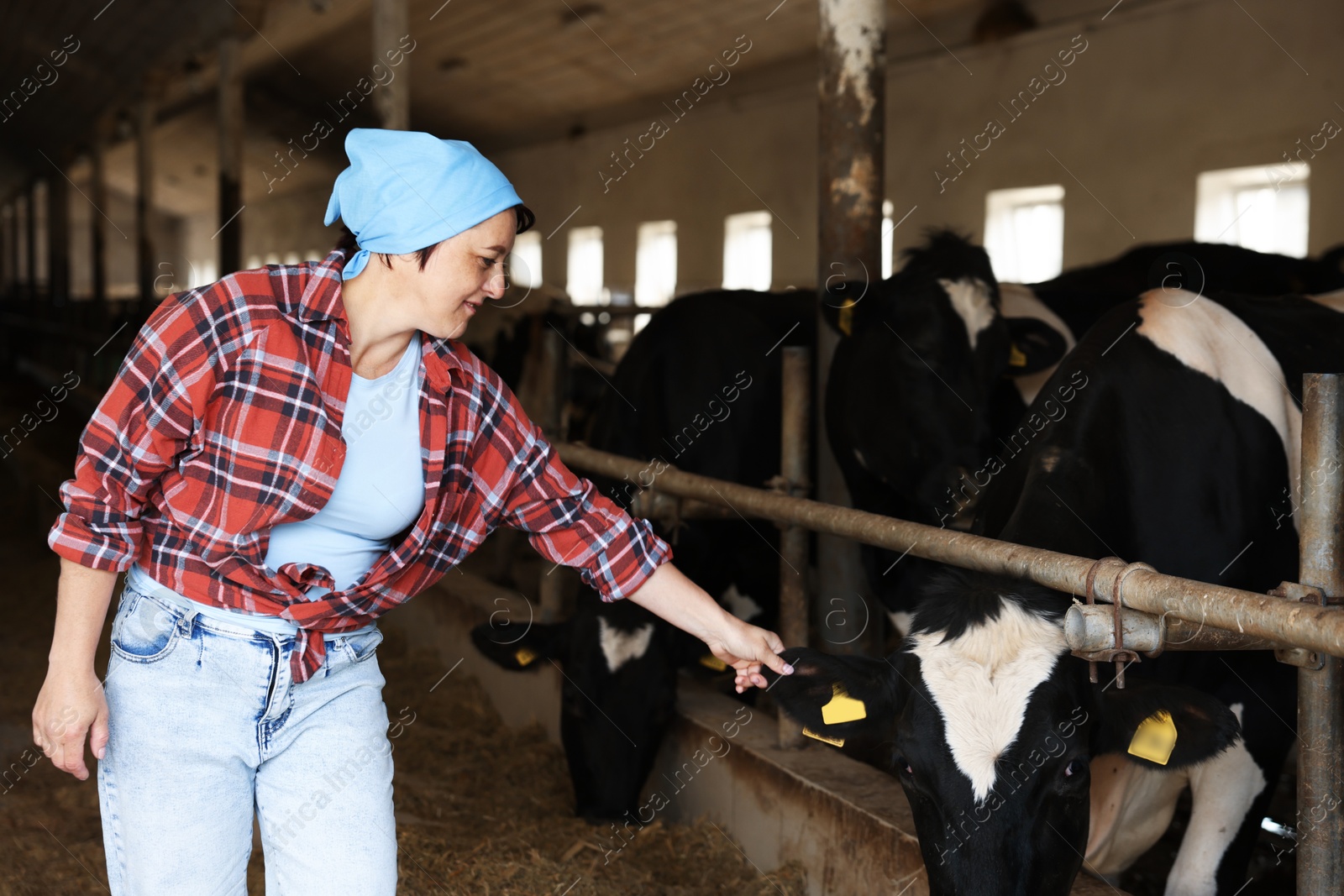 Photo of Farmer with cute cows inside cowshed in dairy farm