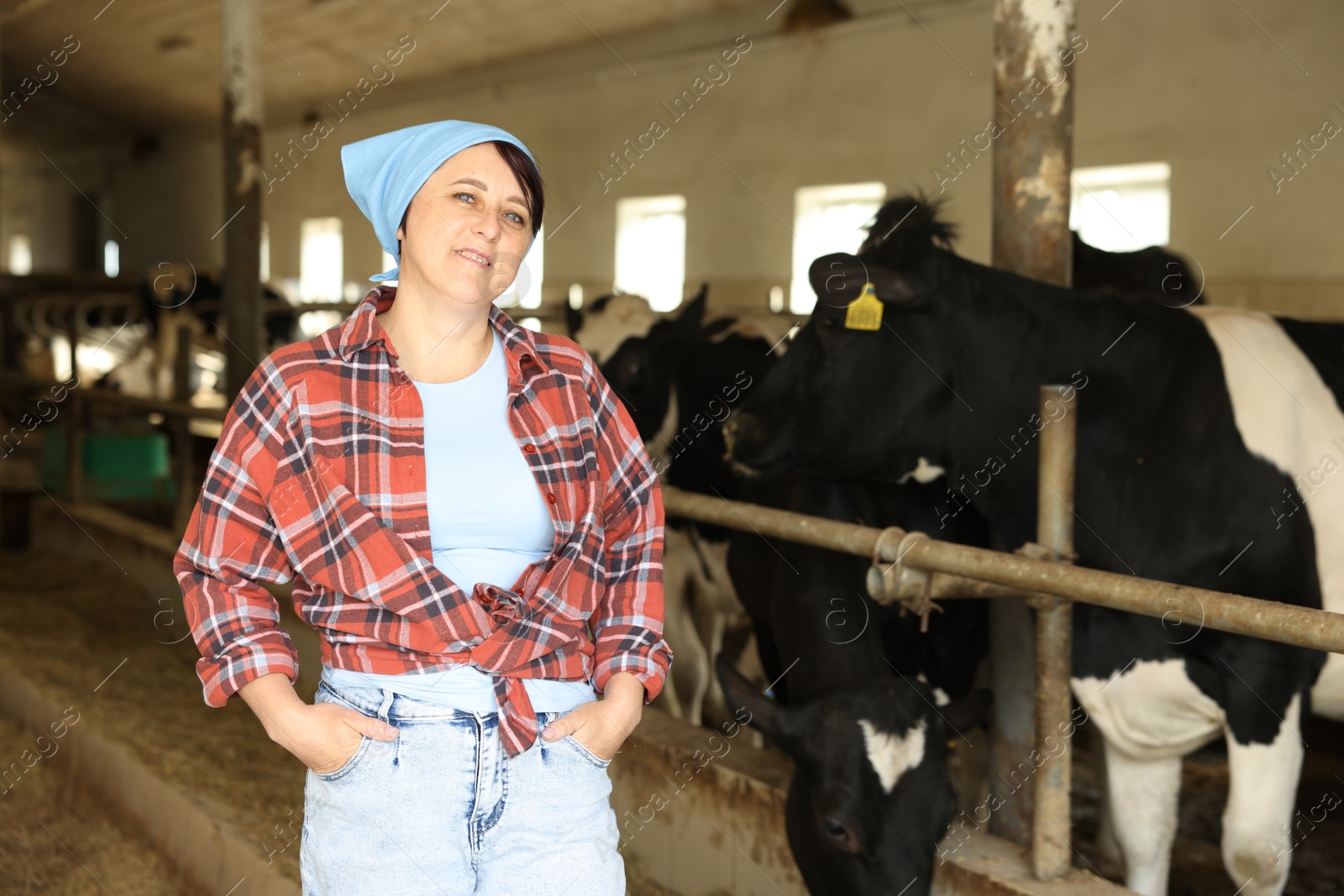 Photo of Portrait of farmer near cute cows inside cowshed in dairy farm