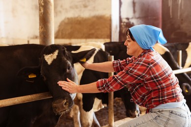 Photo of Farmer with cute cows inside cowshed in dairy farm