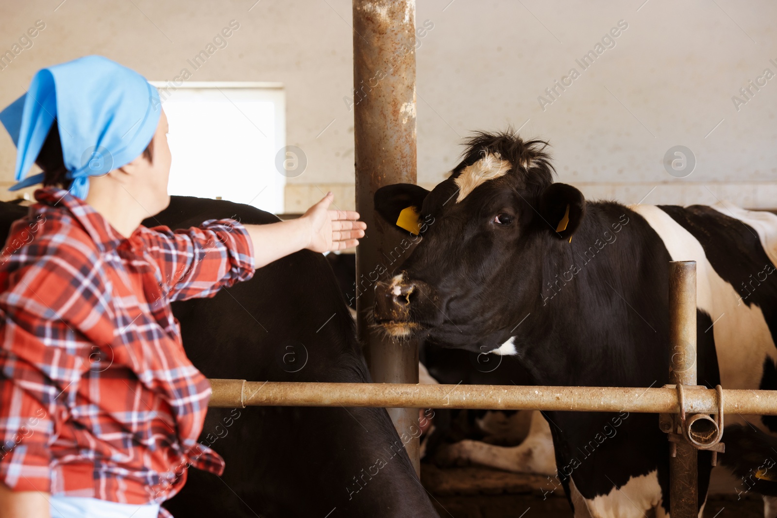Photo of Farmer with cute cows inside cowshed in dairy farm