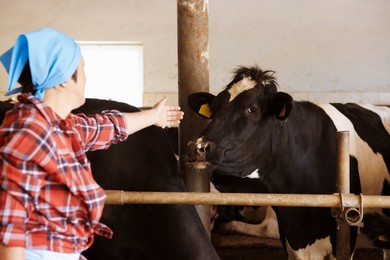 Photo of Farmer with cute cows inside cowshed in dairy farm