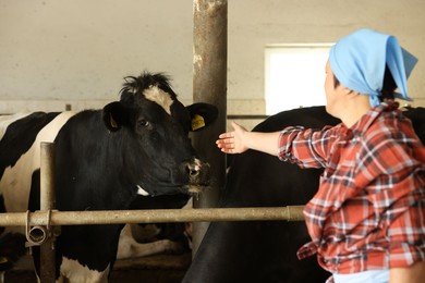 Photo of Farmer with cute cows inside cowshed in dairy farm