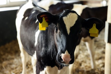 Photo of Cute calves inside cowshed in dairy farm