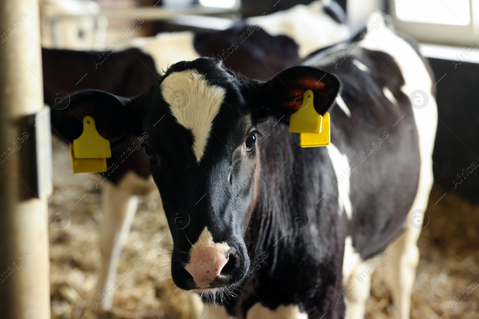Photo of Cute calves inside cowshed in dairy farm