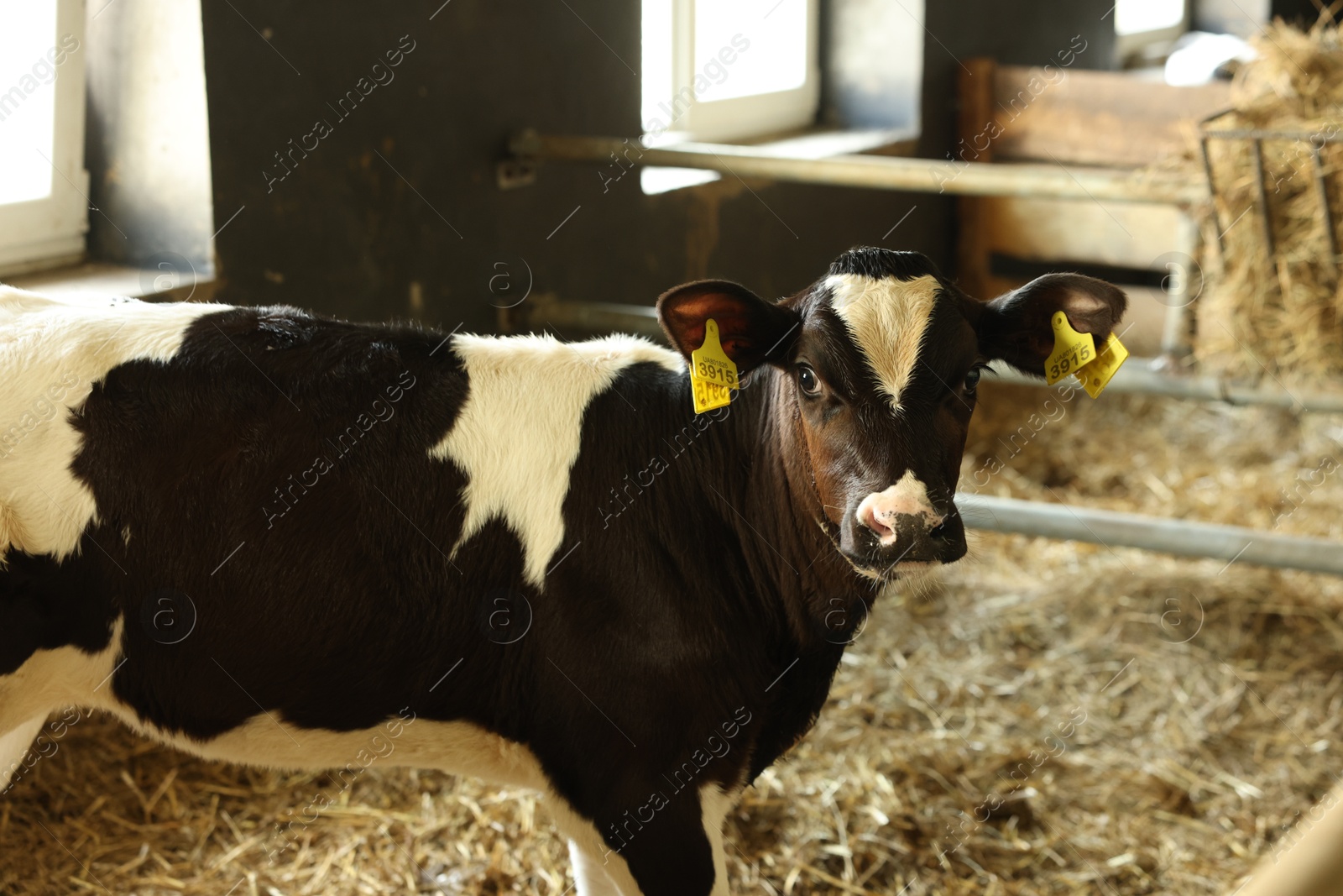 Cute calf inside cowshed in dairy farm Photo of Cute calf inside cowshed in dairy farm