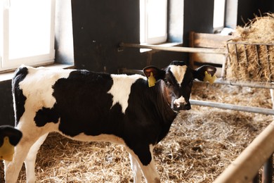 Photo of Cute calf inside cowshed in dairy farm