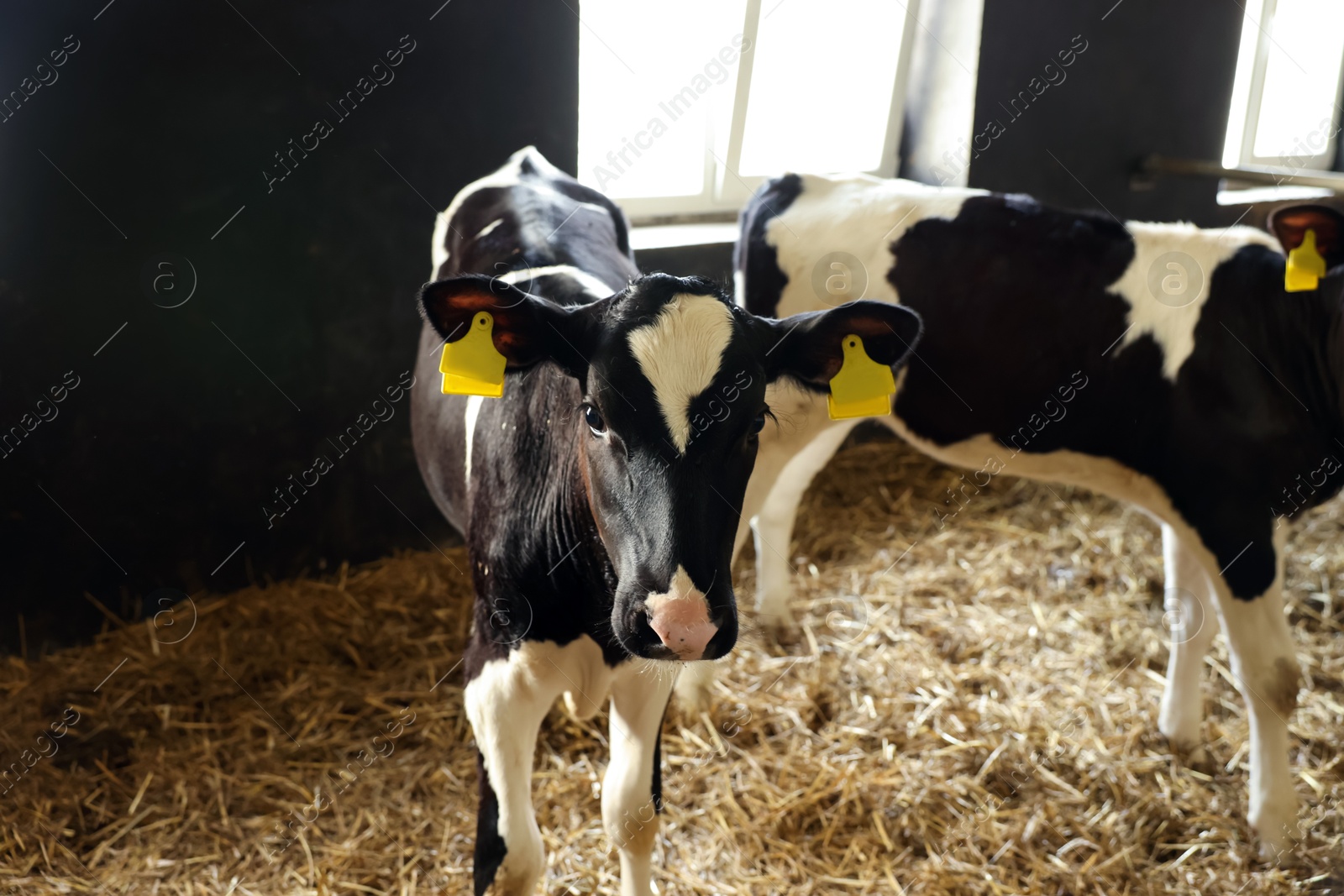 Cute calves inside cowshed in dairy farm Photo of Cute calves inside cowshed in dairy farm