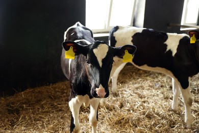 Photo of Cute calves inside cowshed in dairy farm