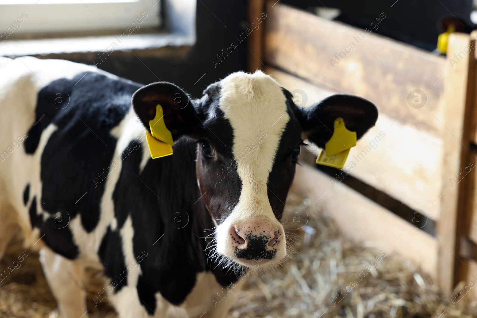 Cute calf inside cowshed in dairy farm Photo of Cute calf inside cowshed in dairy farm