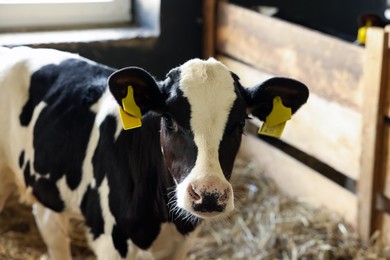 Photo of Cute calf inside cowshed in dairy farm