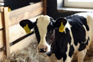 Photo of Cute calf inside cowshed in dairy farm