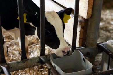 Photo of Cute calf near fence inside cowshed in dairy farm