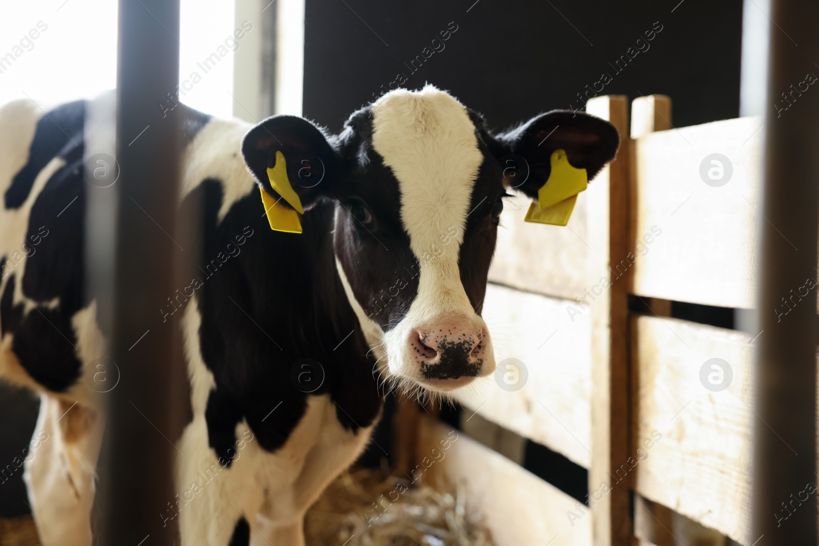 Cute calf near fence inside cowshed in dairy farm Photo of Cute calf near fence inside cowshed in dairy farm