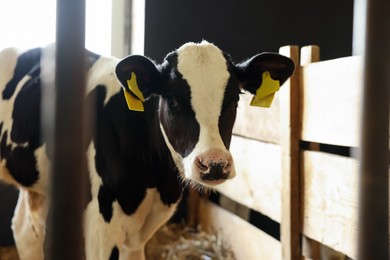 Photo of Cute calf near fence inside cowshed in dairy farm