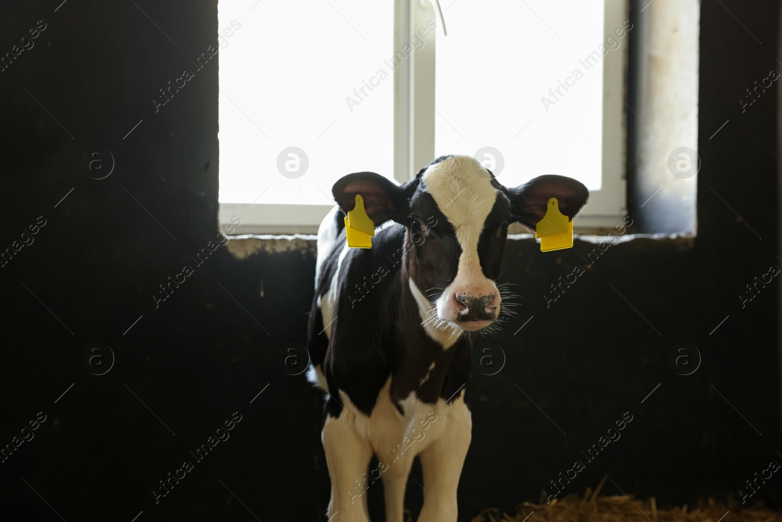 Cute calf inside cowshed in dairy farm Photo of Cute calf inside cowshed in dairy farm