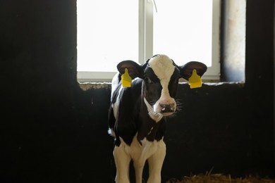 Photo of Cute calf inside cowshed in dairy farm