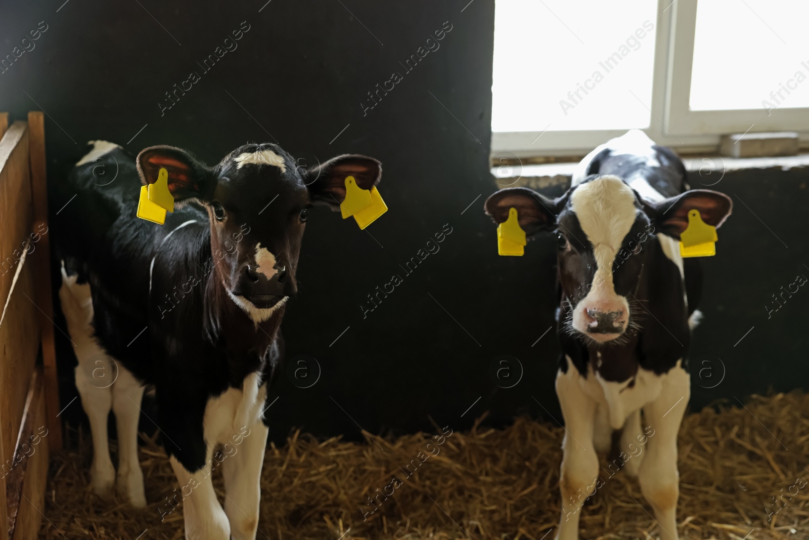 Cute calves inside cowshed in dairy farm Photo of Cute calves inside cowshed in dairy farm