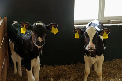 Photo of Cute calves inside cowshed in dairy farm