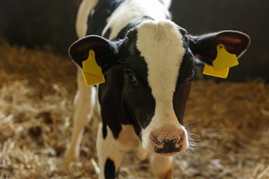Photo of Cute calf inside cowshed in dairy farm