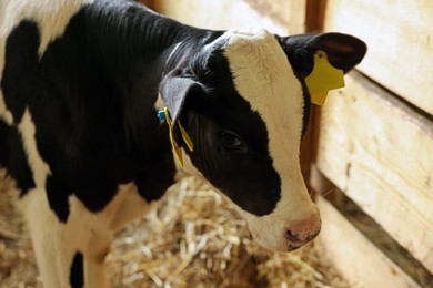 Photo of Cute calf inside cowshed in dairy farm