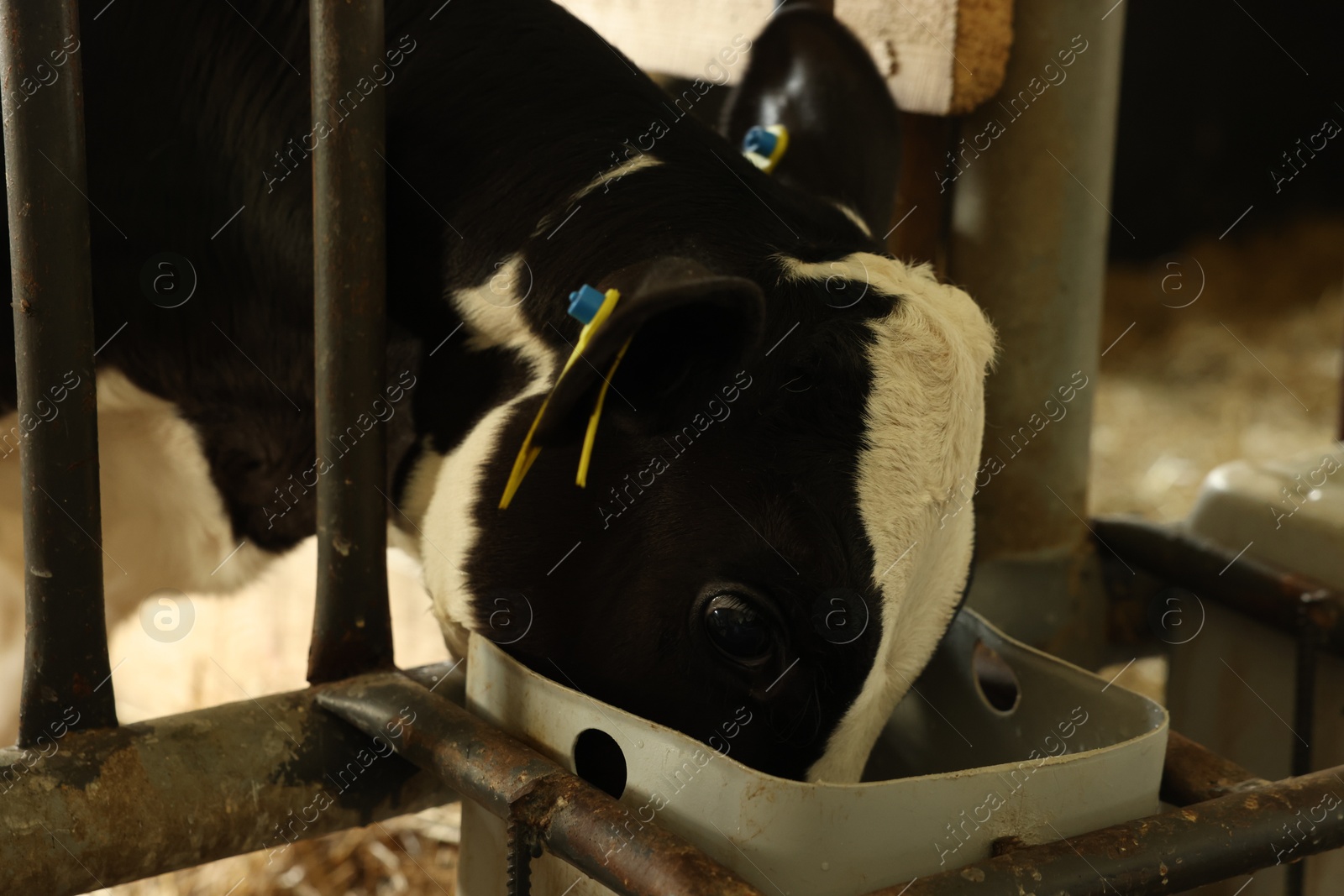 Photo of Cute calf eating feed near fence inside cowshed in dairy farm