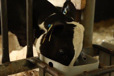 Photo of Cute calf eating feed near fence inside cowshed in dairy farm
