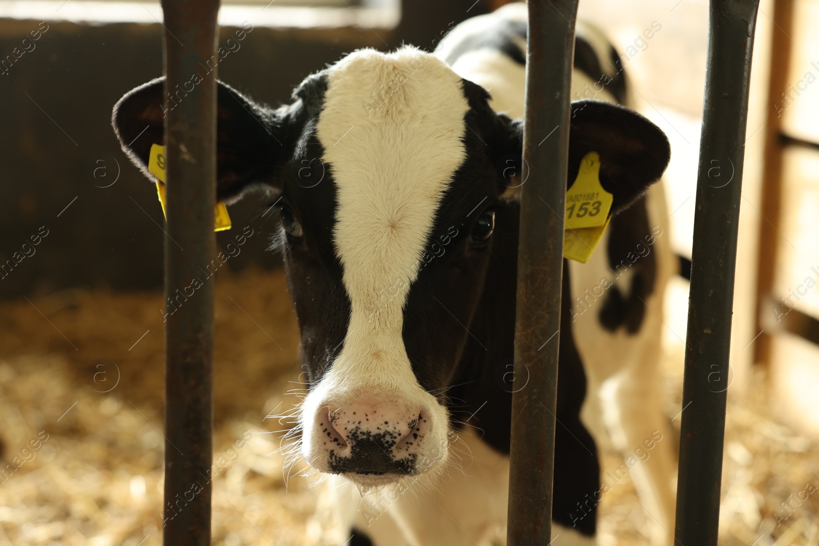 Cute calf inside cowshed in dairy farm Photo of Cute calf inside cowshed in dairy farm