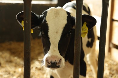Photo of Cute calf inside cowshed in dairy farm