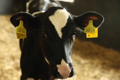Photo of Cute calf inside cowshed in dairy farm