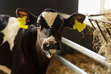 Photo of Cute calf inside cowshed in dairy farm