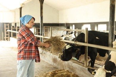 Photo of Farmer feeding hay to cute cows inside cowshed in dairy farm