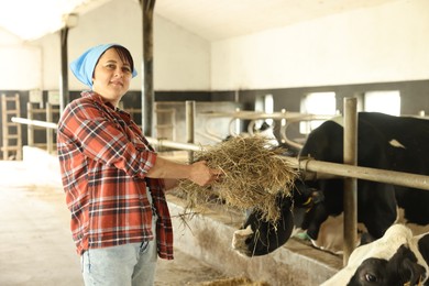 Photo of Farmer feeding hay to cute cows inside cowshed in dairy farm