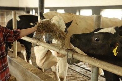 Photo of Farmer feeding hay to cute cows inside cowshed in dairy farm, closeup