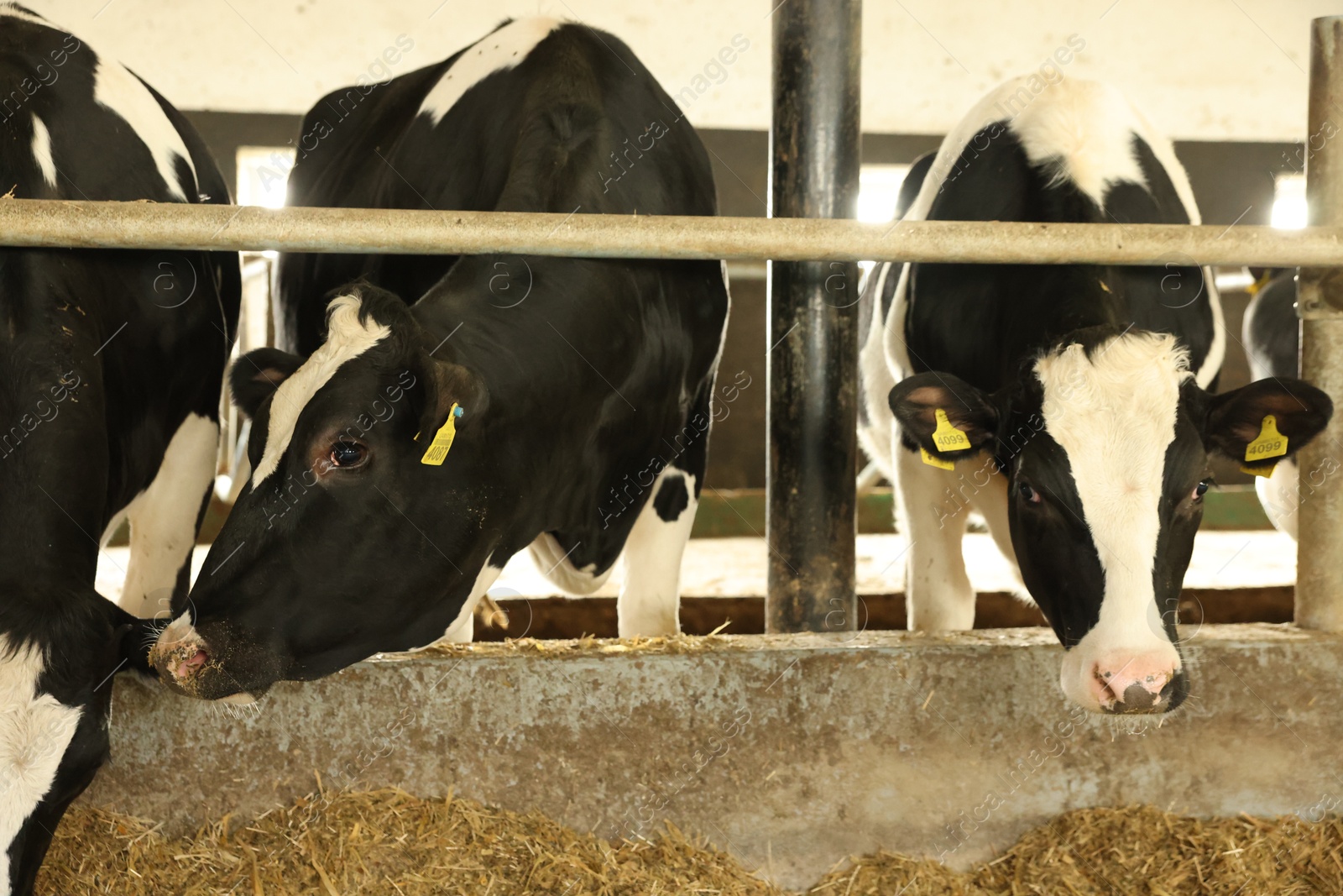 Photo of Cute cows near fence inside cowshed in dairy farm