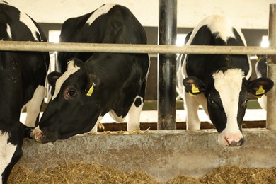 Photo of Cute cows near fence inside cowshed in dairy farm