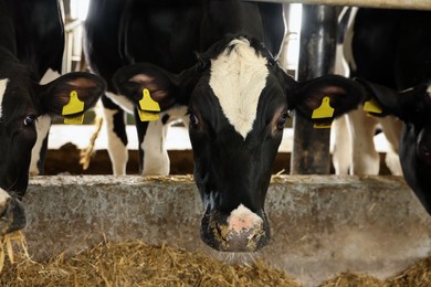 Photo of Cute cows near fence inside cowshed in dairy farm