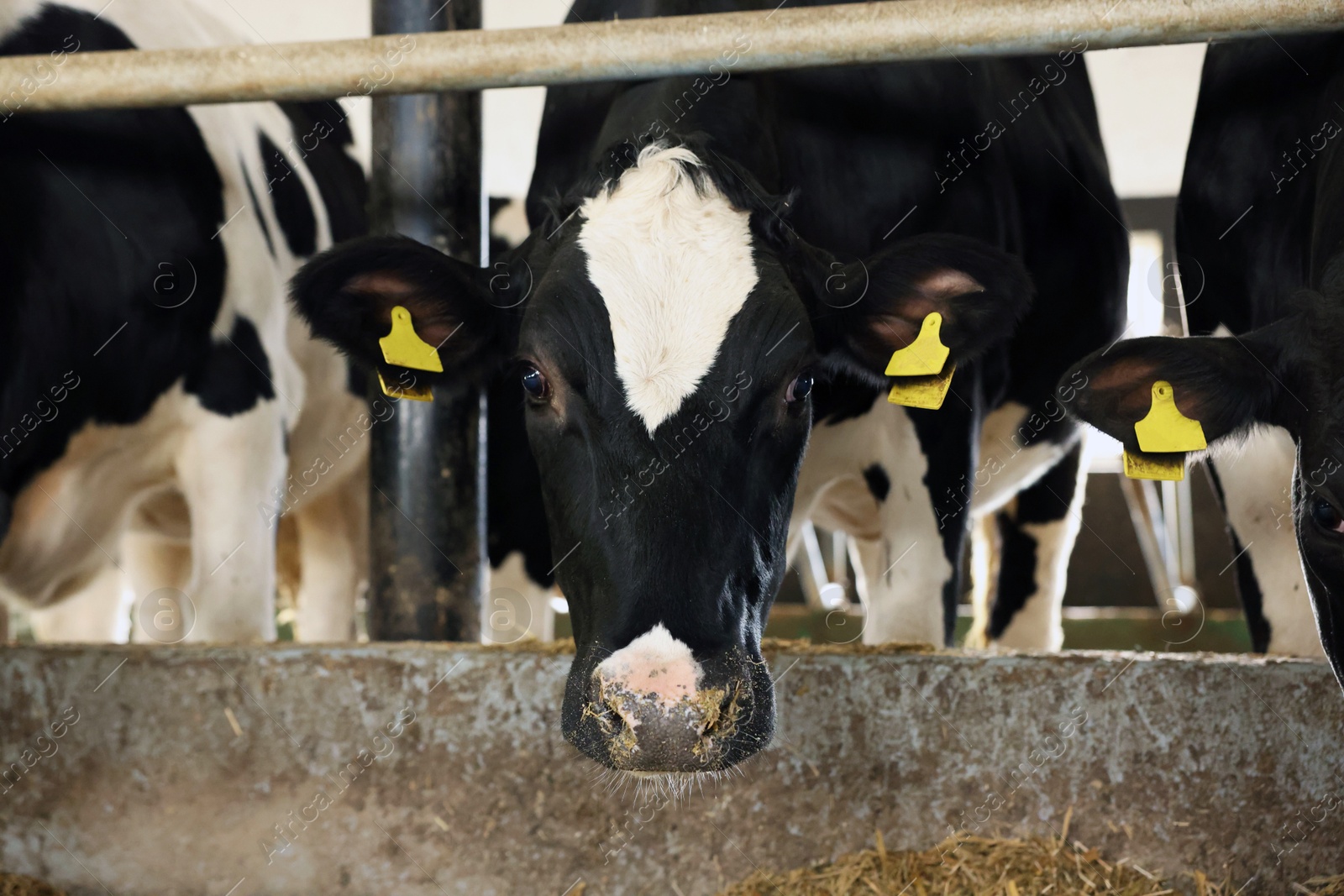 Photo of Cute cows near fence inside cowshed in dairy farm