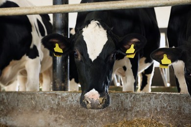 Photo of Cute cows near fence inside cowshed in dairy farm
