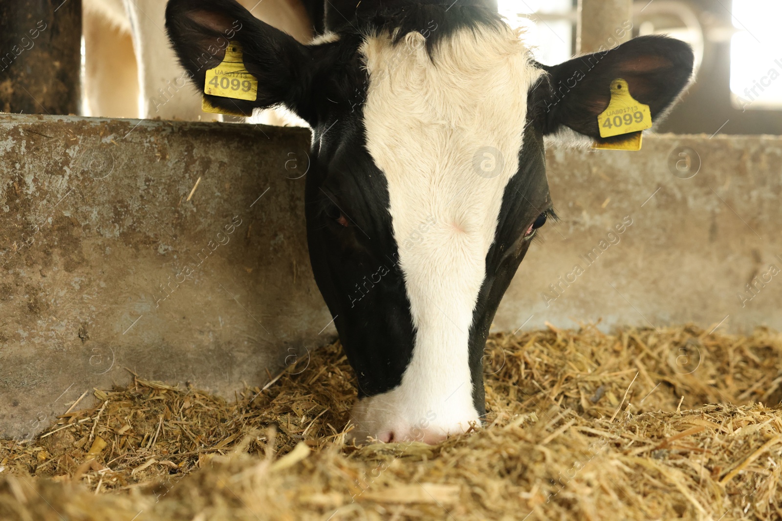 Photo of Cute cow eating hay inside cowshed in dairy farm
